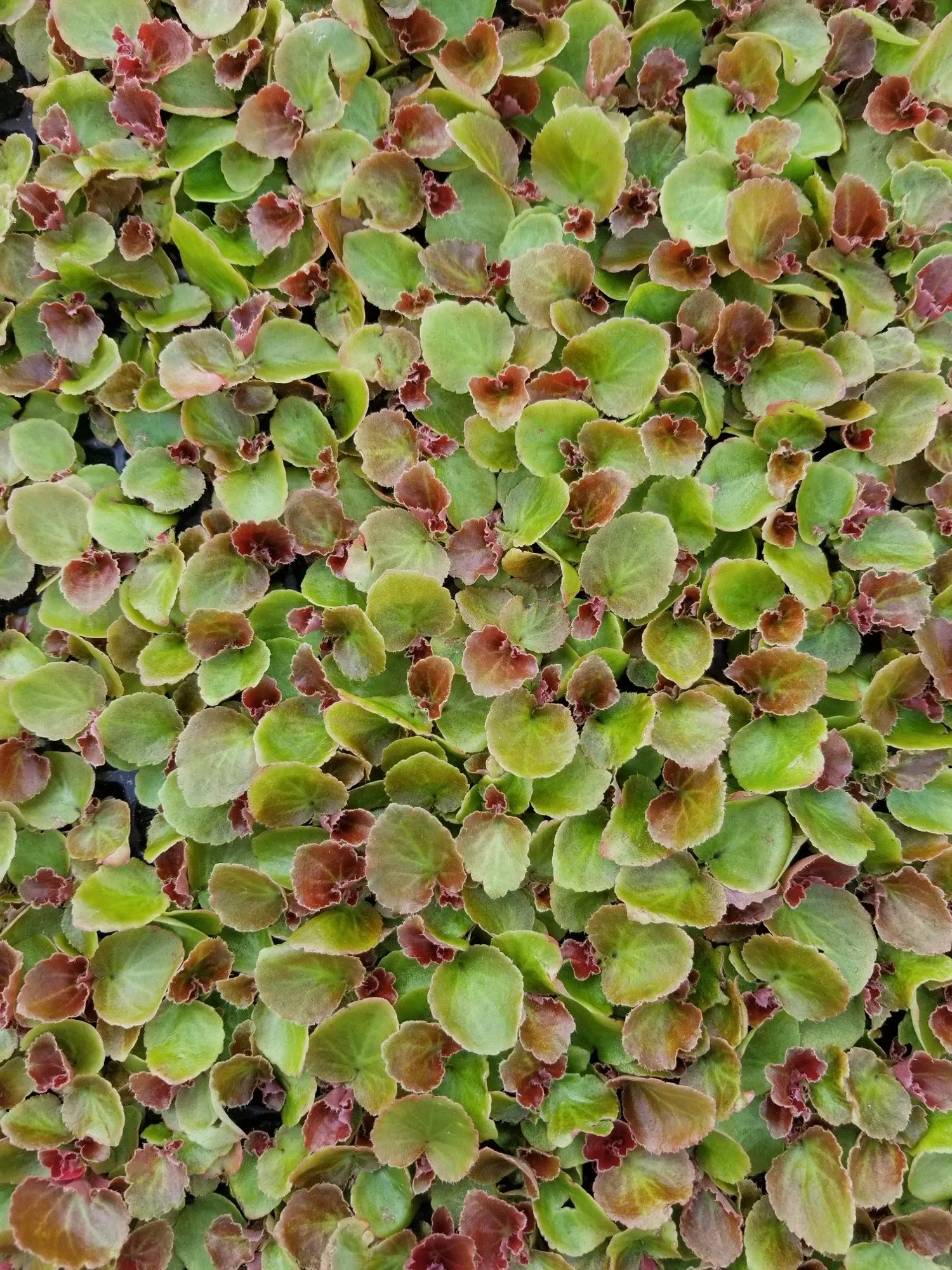 Plantines de begonia con follaje rojo y verde, listos en bandeja en el invernadero de Argenplugs