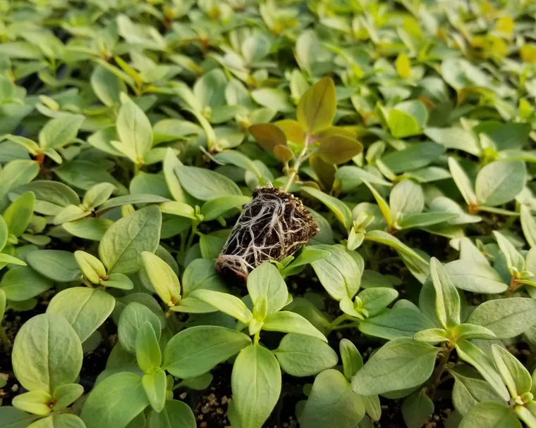 Plug de conejito con su cepellón de raíces formado, levantado sobre la bandeja de plantines en el invernadero de Argenplugs