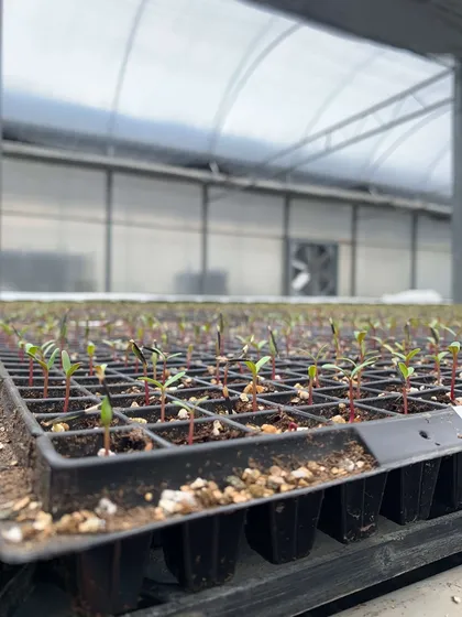Plantines con sus cotiledones (primeras hojas) en el alvéolo