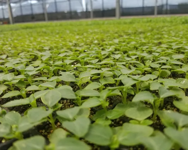 Plantín en plug con su pan de raíces formado