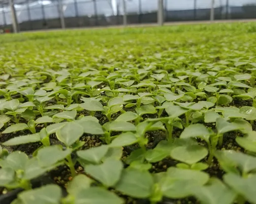 Plantín en plug con su pan de raíces formado, listo para trasplantar
