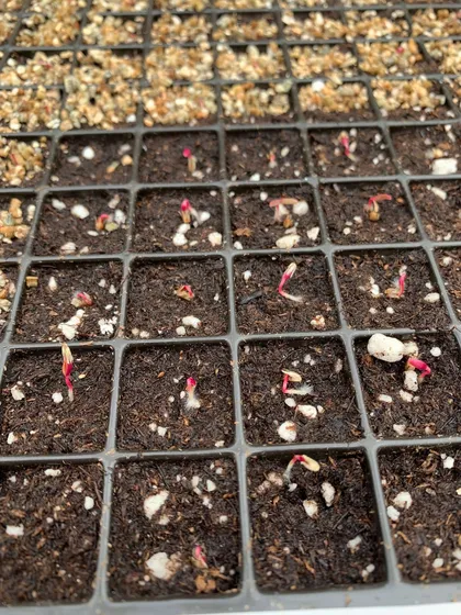Bandeja de germinación con plantines recién emergidos en el alvéolo