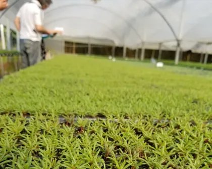 Operarios controlando bandejas de plantines listas para trasplante en el invernadero de Argenplugs